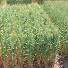 Spring Wheat (MN-Torgy) Wheat
