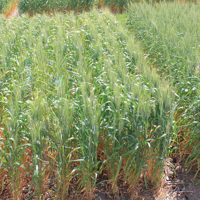 Spring Wheat (MN-Torgy) Wheat