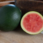 Chubbiness Triploid Watermelons (Seedless)