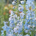 Cliveden Beauty Delphinium