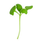 Basil, Genovese Microgreen Herbs