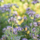 Phacelia Phacelia