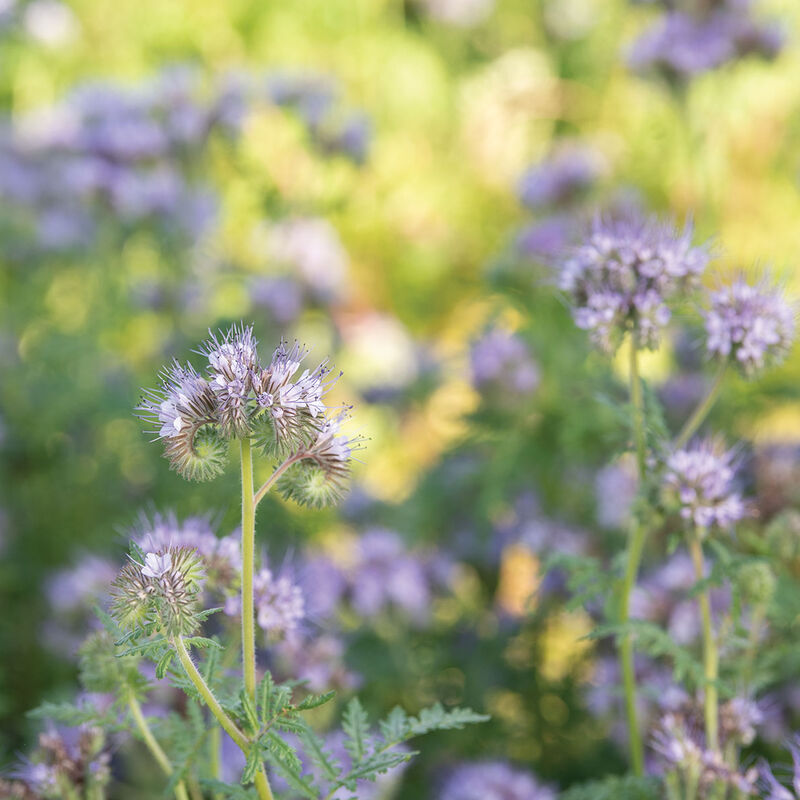 Phacelia Phacelia