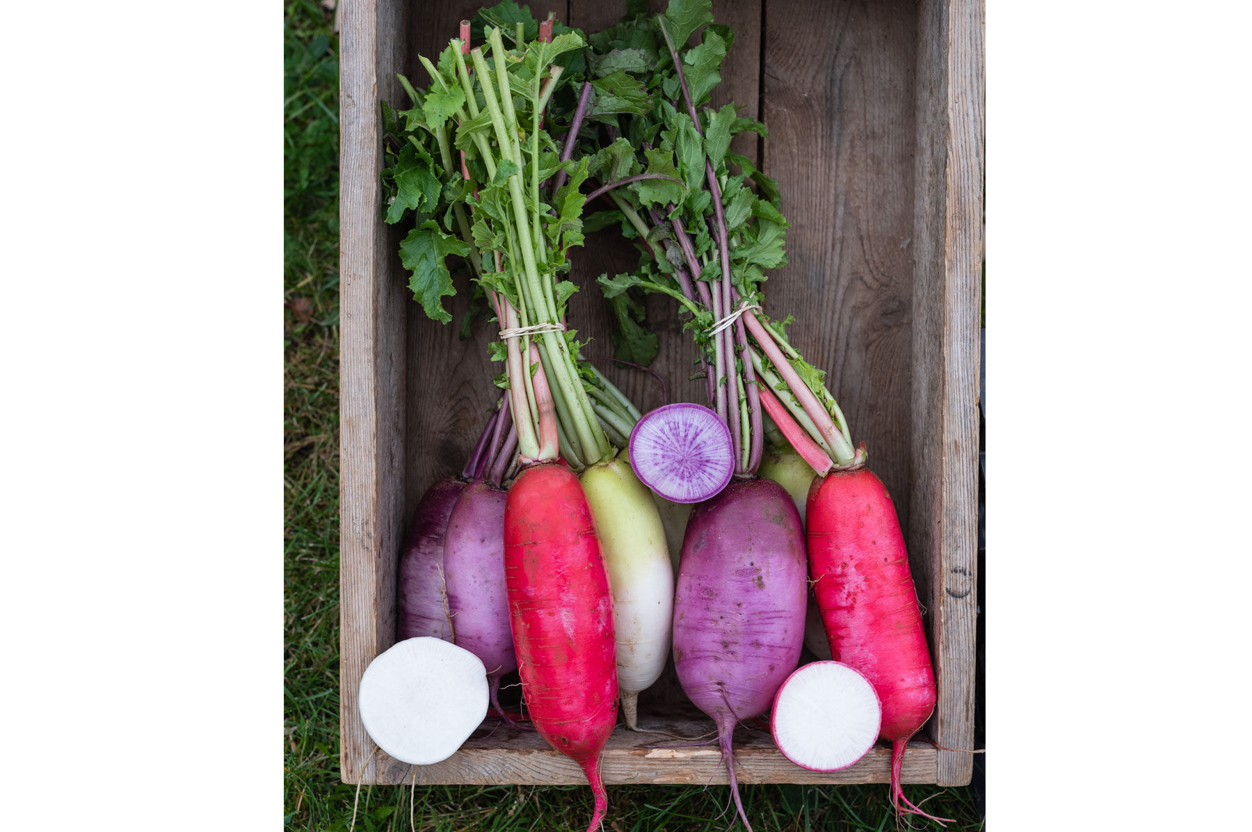 Red King 2 Daikon/Korean Radishes
