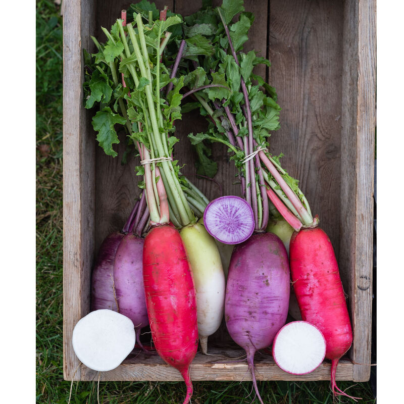 Red King 2 Daikon/Korean Radishes