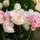 Finola Tulips