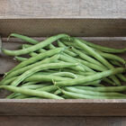 Provider Provider Bush Beans