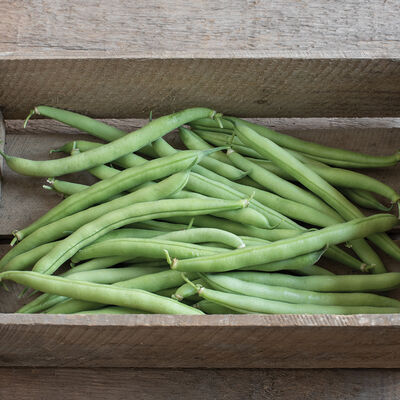 Provider Provider Bush Beans