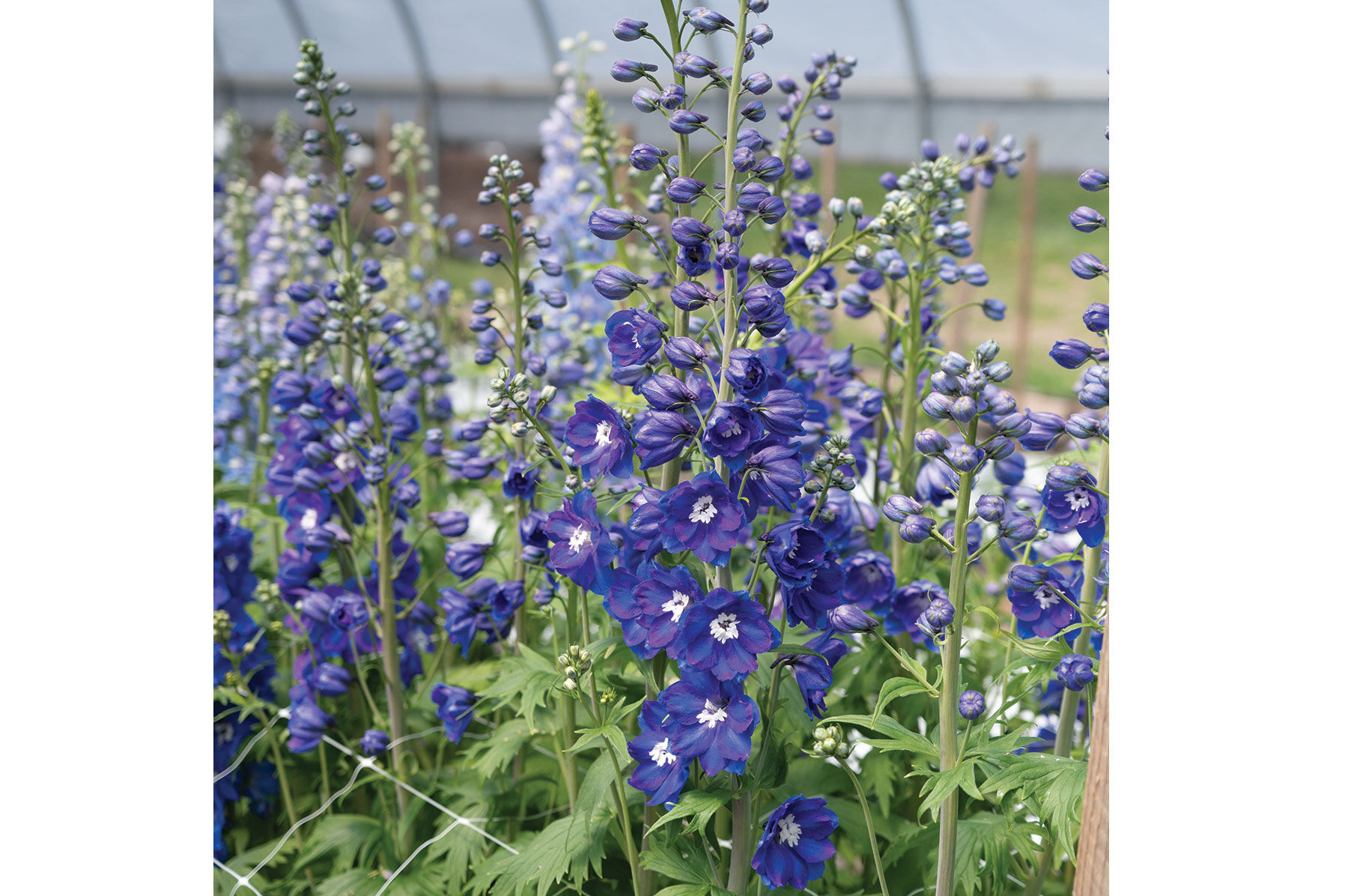 Guardian Blue Delphinium