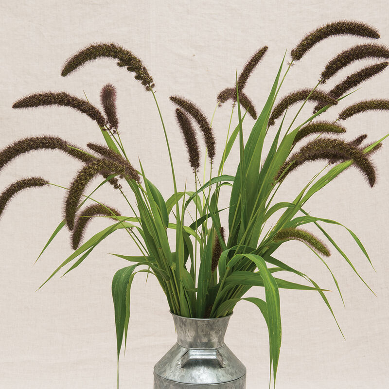 Lowlander Grasses, Ornamental