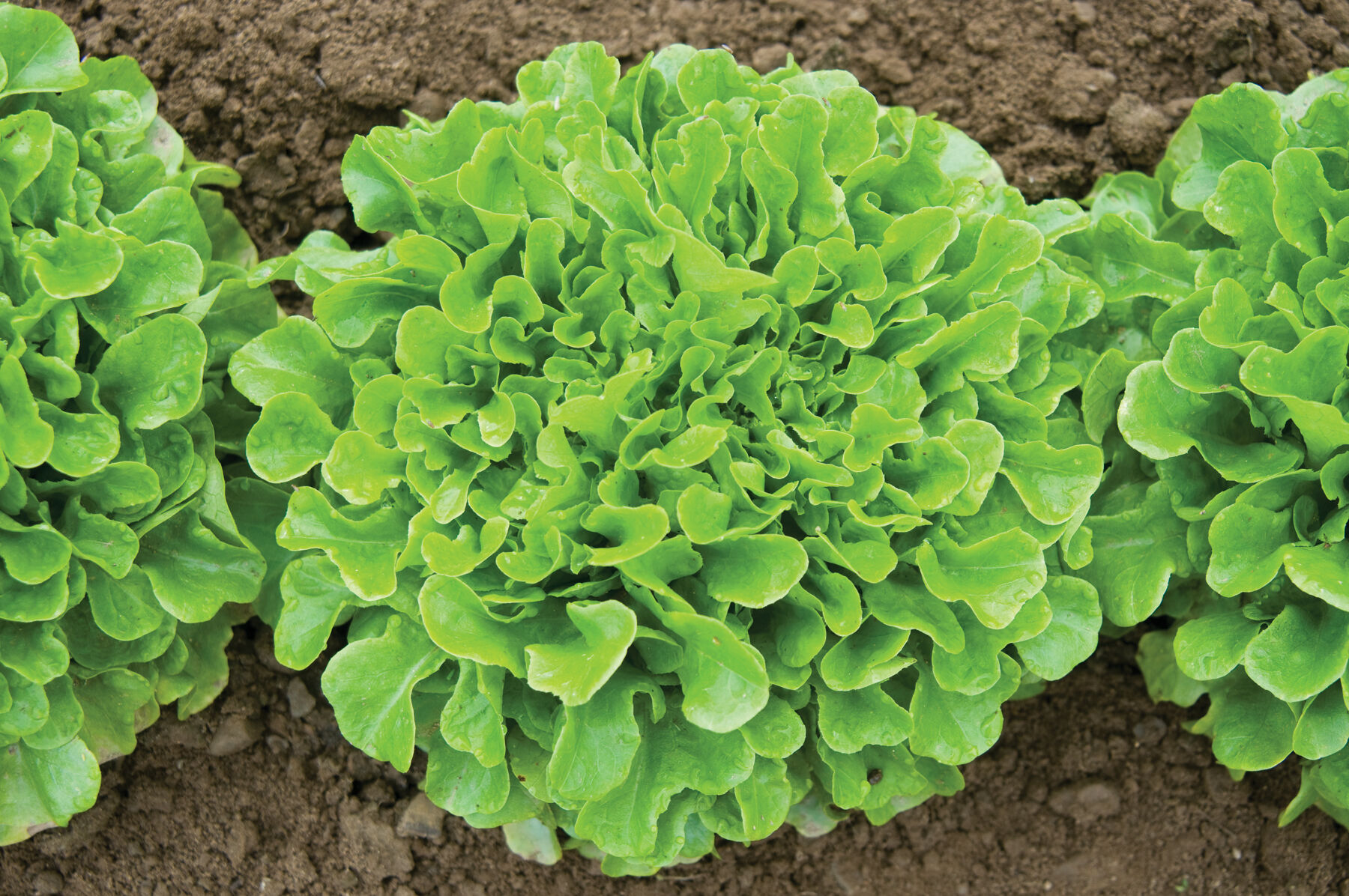 lettuce Bauer - Organic Lettuce Seed | Johnny's Selected Seeds
