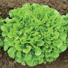 Salanova® Green Oakleaf Salanova® Lettuce