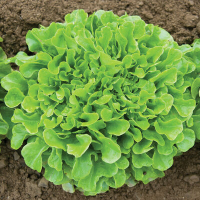 Salanova® Green Oakleaf Salanova® Lettuce