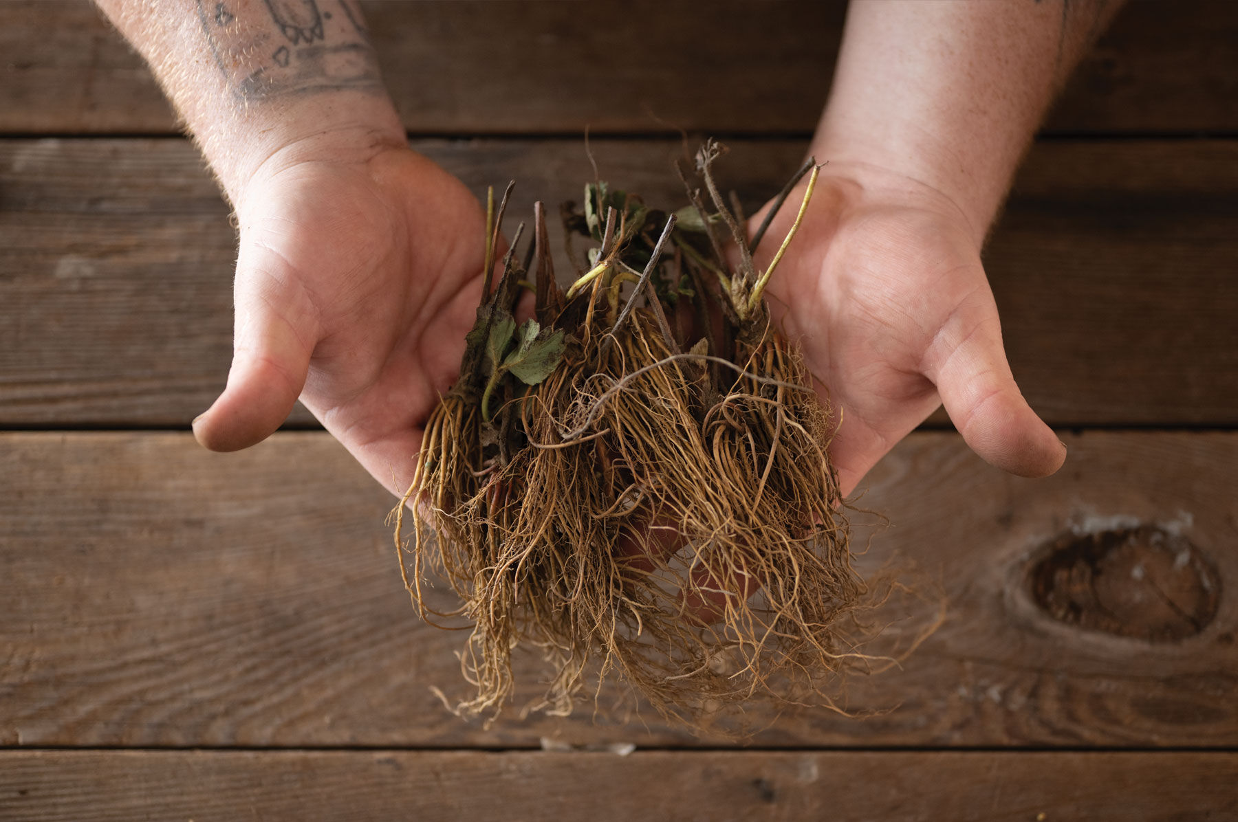 Alexandria Strawberry Seeds