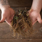 Jewel &ndash; Spring-Planted Strawberry Bare-Root Plants