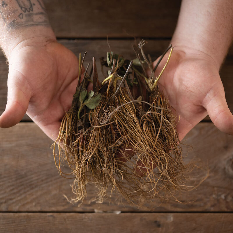 Jewel &ndash; Spring-Planted Strawberry Bare-Root Plants