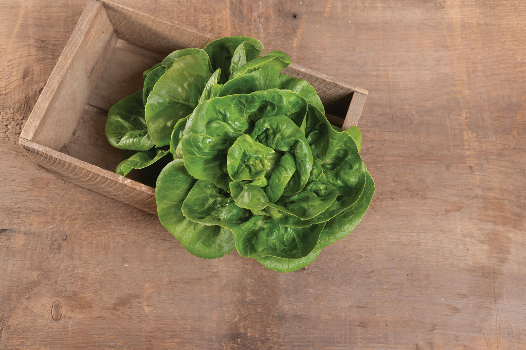Little Gem - Heirloom & Organic Lettuce Seed | Johnny's Selected Seeds