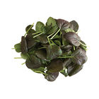 Red Cloud Asian Greens