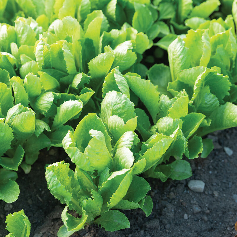 Carlsbad Romaine Lettuce (Cos)