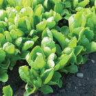 Carlsbad Romaine Lettuce (Cos)