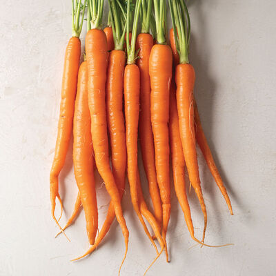 Sugarsnax 54 Main Crop Carrots