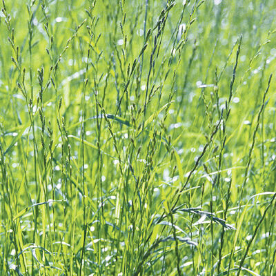 Ryegrass Ryegrass Ryegrass