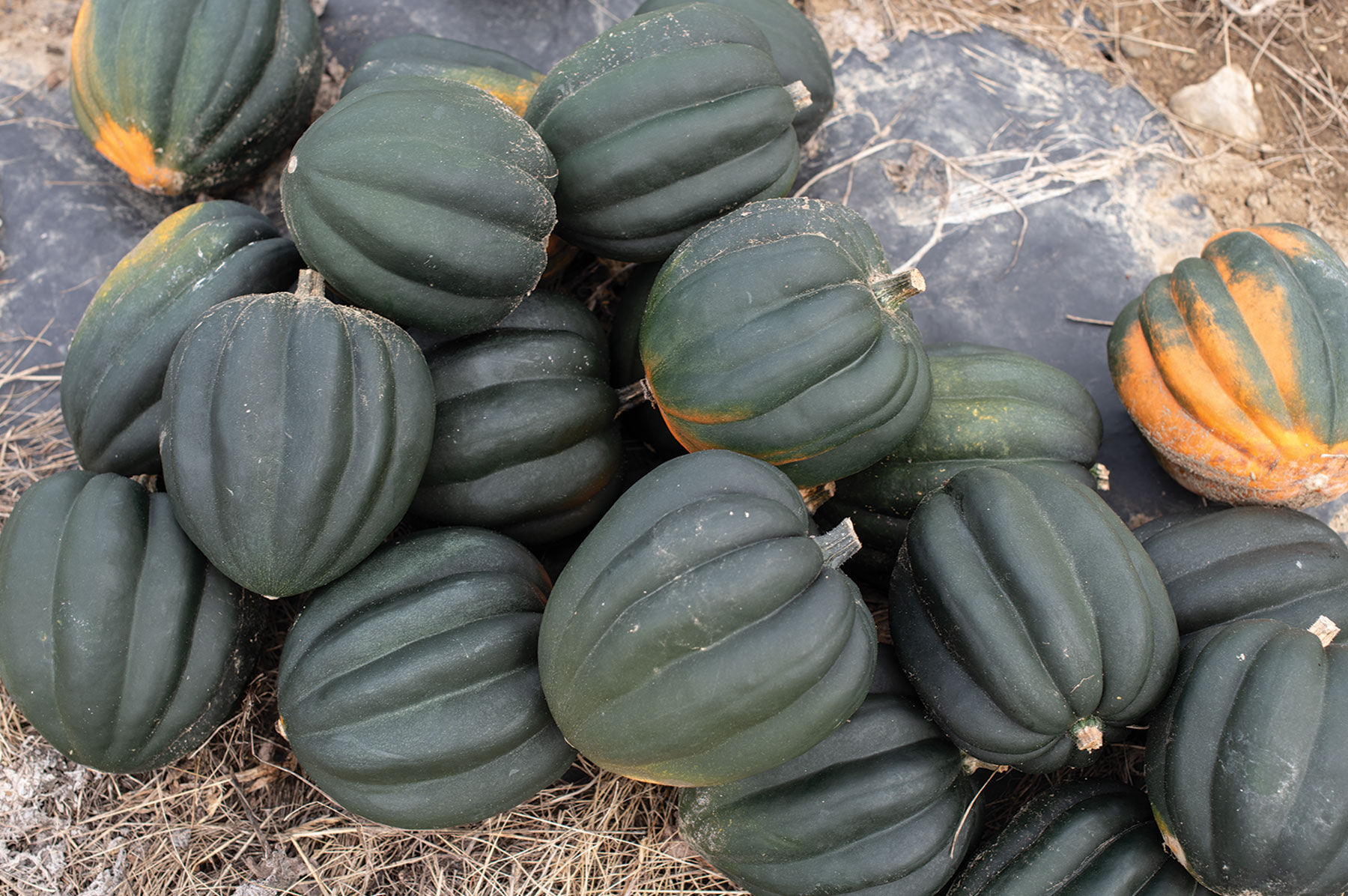 Autumn Delight - (F1) Acorn Squash Seed | Johnny's Selected Seeds