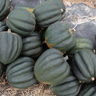 Autumn Delight Winter Squash
