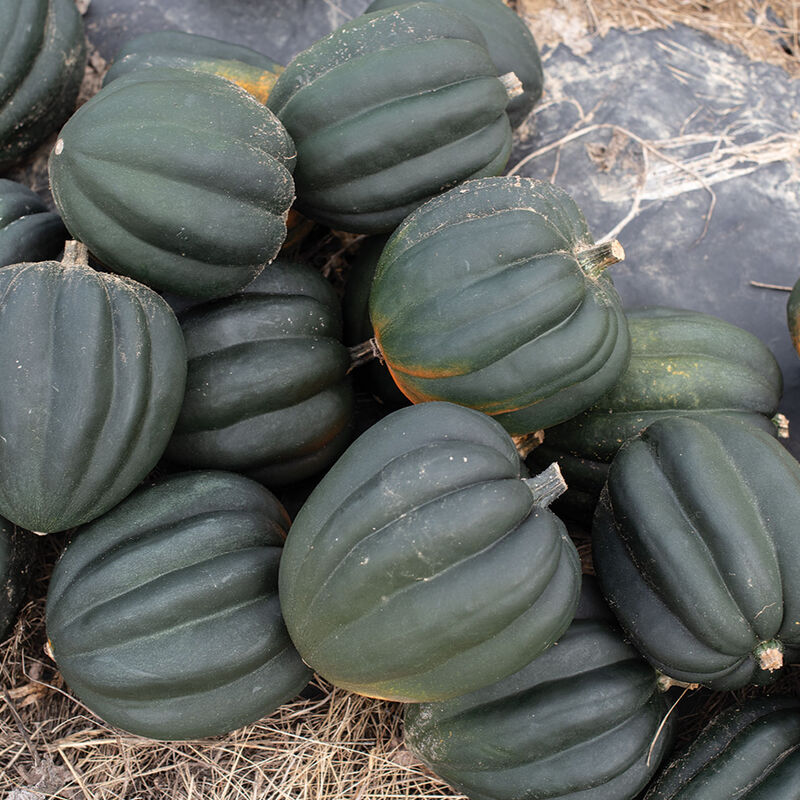 Autumn Delight Winter Squash