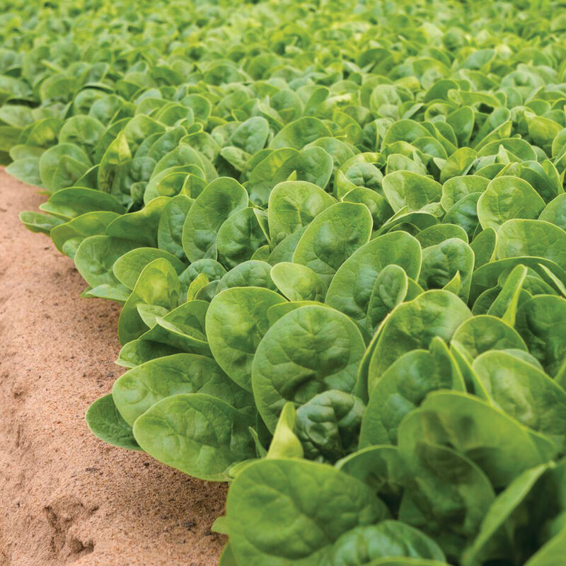 Tarsier (F1) Spinach Seed Johnny's Selected Seeds