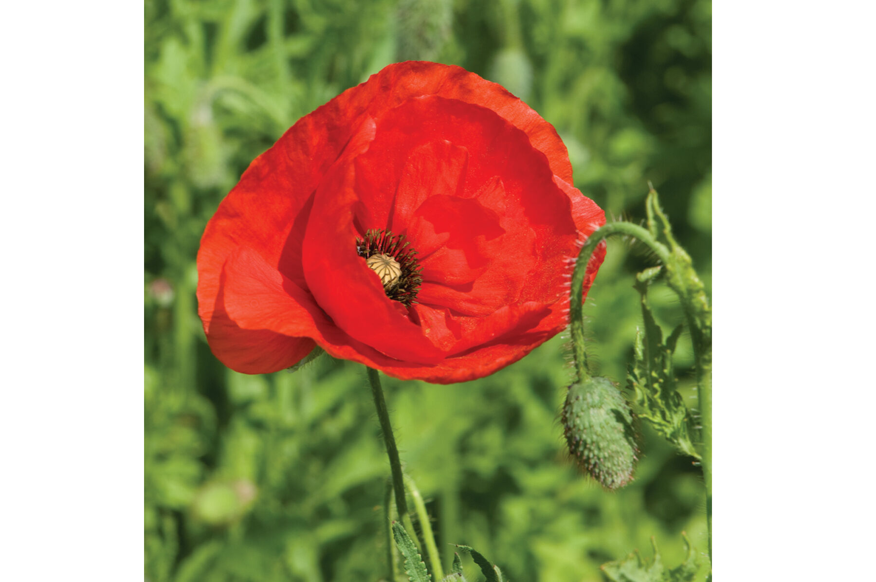 Corn poppy hot sale