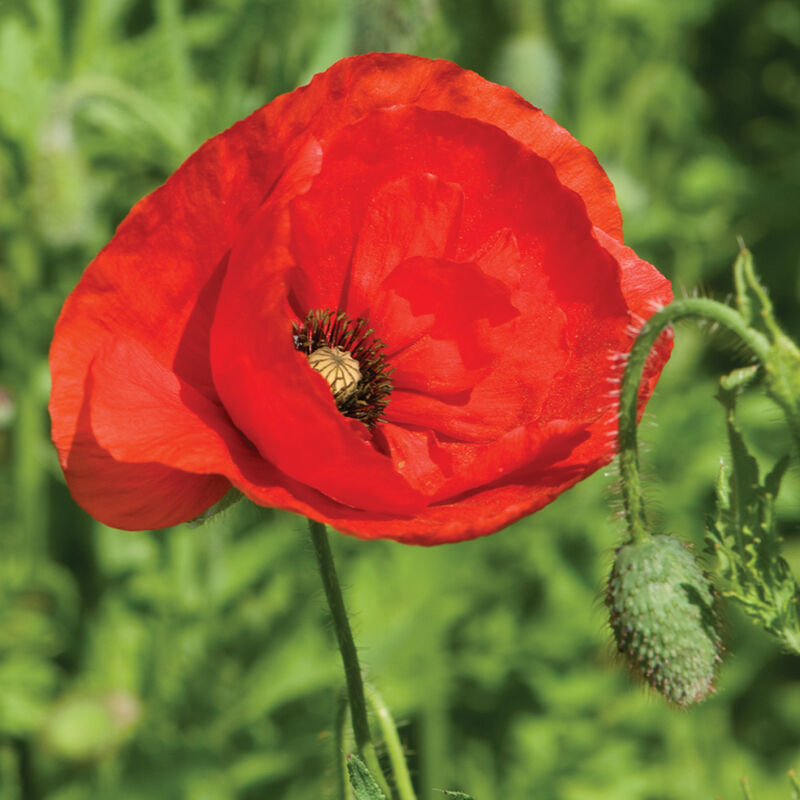 Corn Poppy Poppy