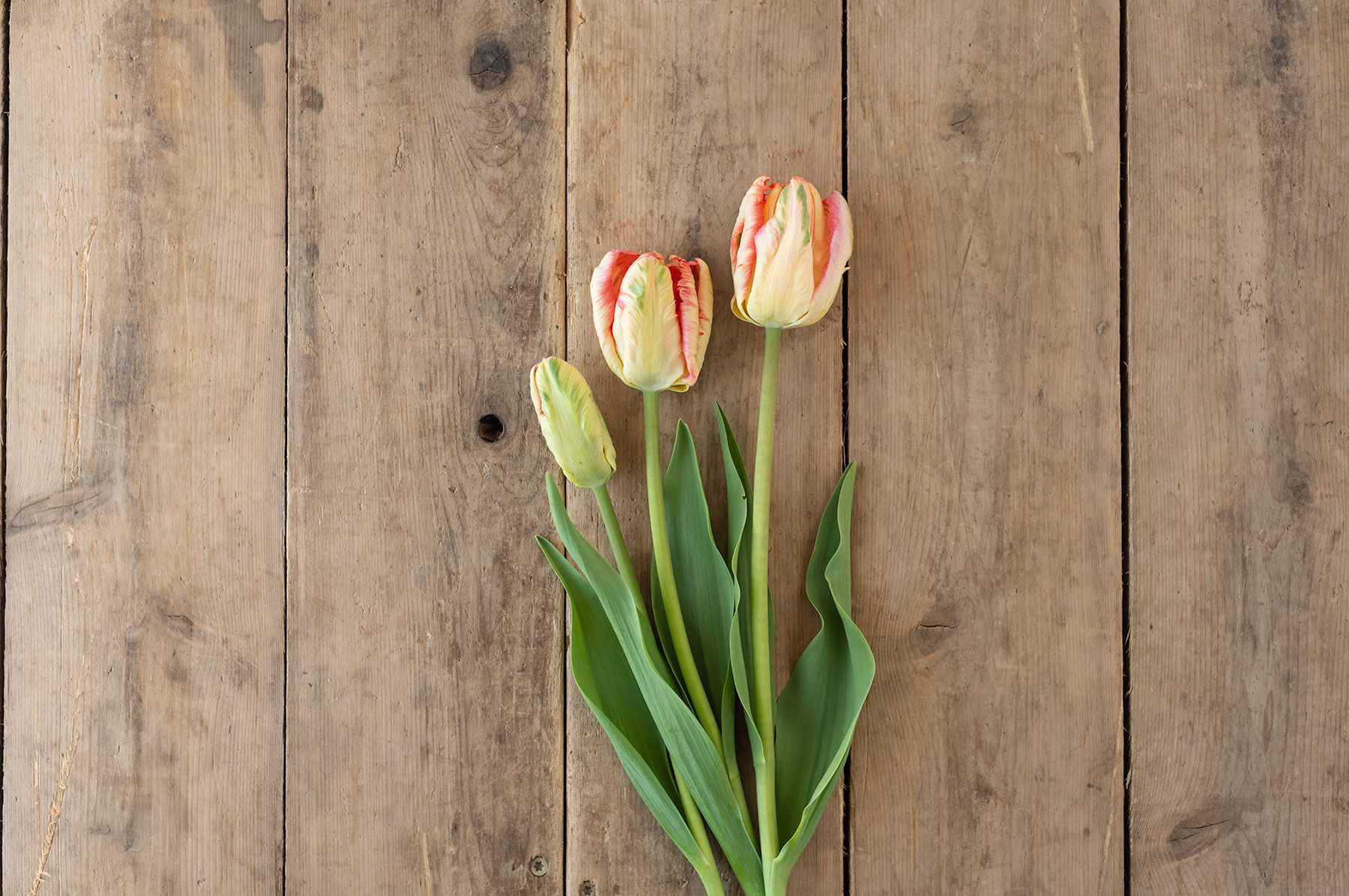 Apricot Parrot Tulips