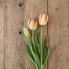 Apricot Parrot Apricot Parrot Tulips