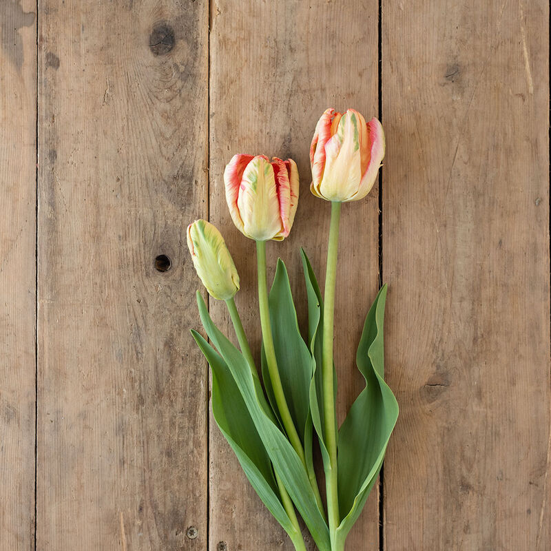 Apricot Parrot Tulips