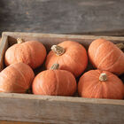 Marmalade Winter Squash