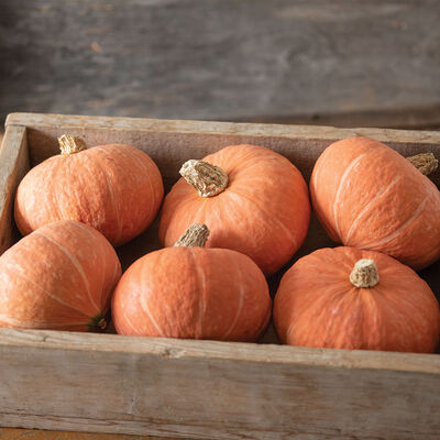 Marmalade Winter Squash