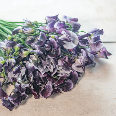 Nimbus Nimbus Sweet Peas