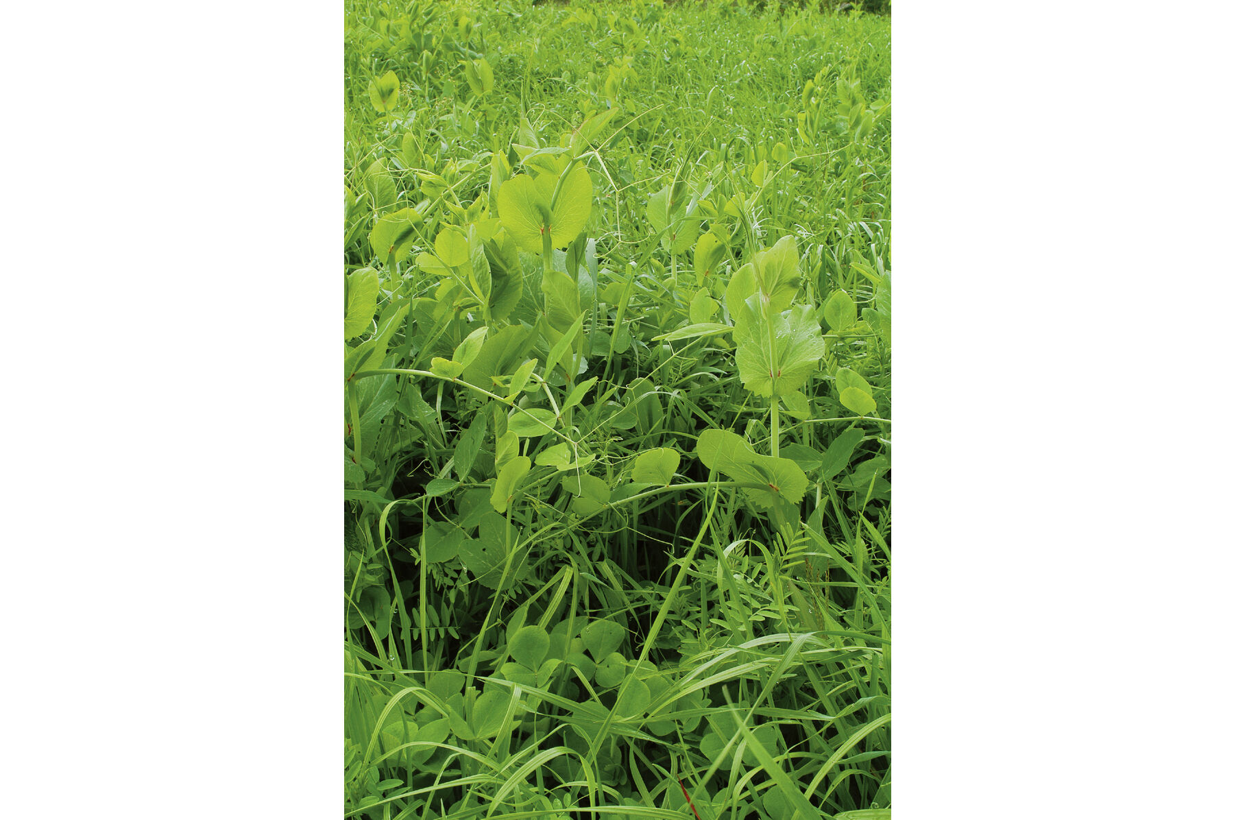 Fall Green Manure Mix Farm Seed