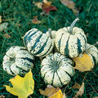 Sweet Dumpling Winter Squash