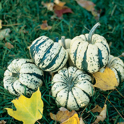 Sweet Dumpling Sweet Dumpling Winter Squash