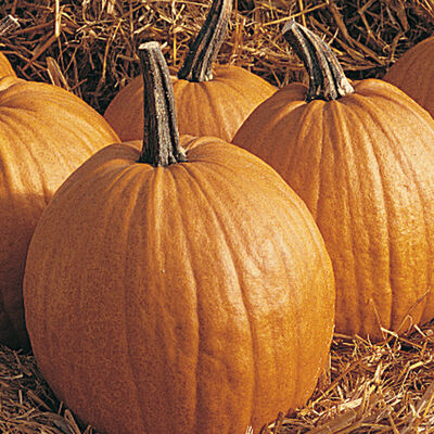 Rocket Rocket Jack-o-Lanterns