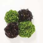 Salanova® Premier Collection Salanova® Lettuce