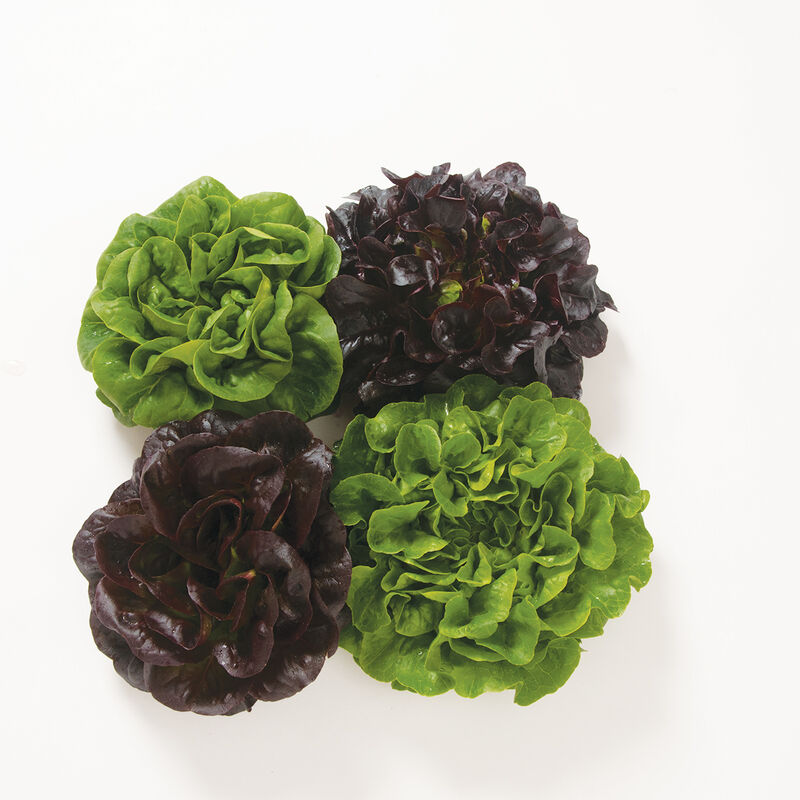 Salanova® Premier Collection Salanova® Lettuce