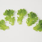 Salanova® Green Sweet Crisp Salanova® Lettuce