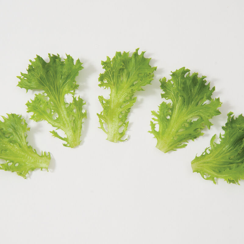 Salanova® Green Sweet Crisp Salanova® Lettuce