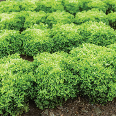 Salanova® Green Incised Salanova® Lettuce