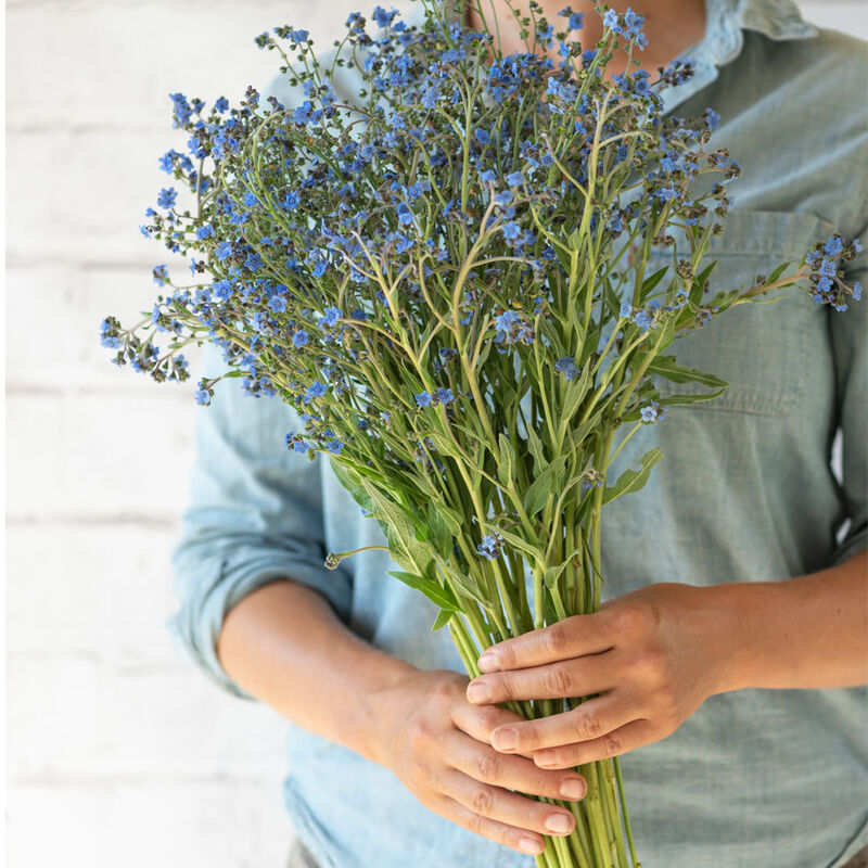 Firmament Firmament Cynoglossum