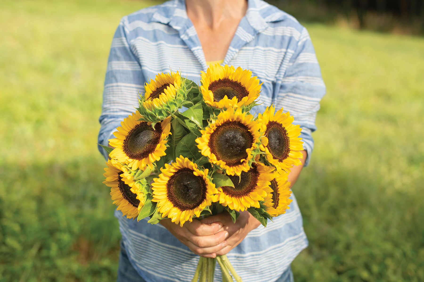 Starburst™ Greenburst DMR - (F1) Sunflower Seed | Johnny's