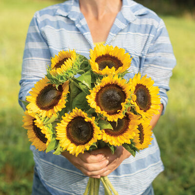 Sunbright Tall Sunflowers